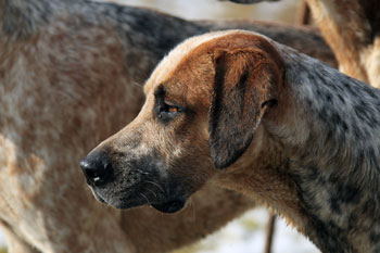 Foxhound prints by Betty Fold Gallery